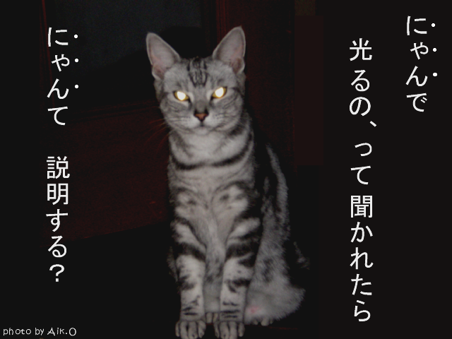ネコの目はなぜ光る？　 夜行性動物の目の仕組み  
