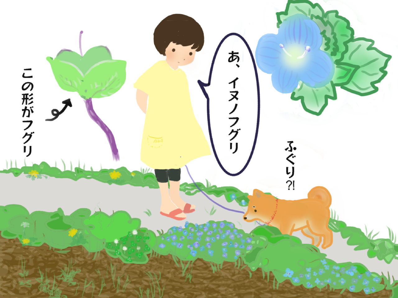 不運のオオイヌノフグリ 