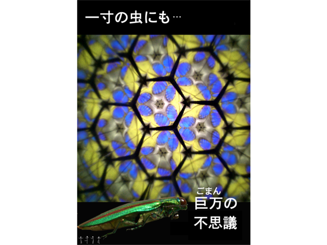 自然に学ぶ　 玉虫の厨子って・・  