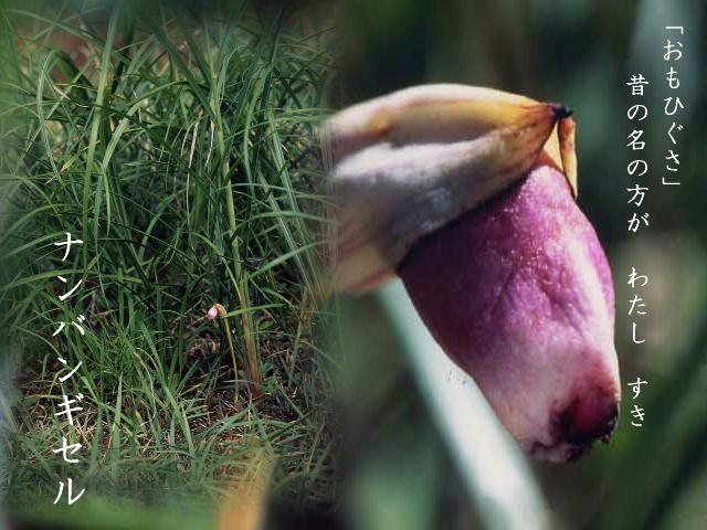 植物の古名　 アサガオはキキョウ？ 