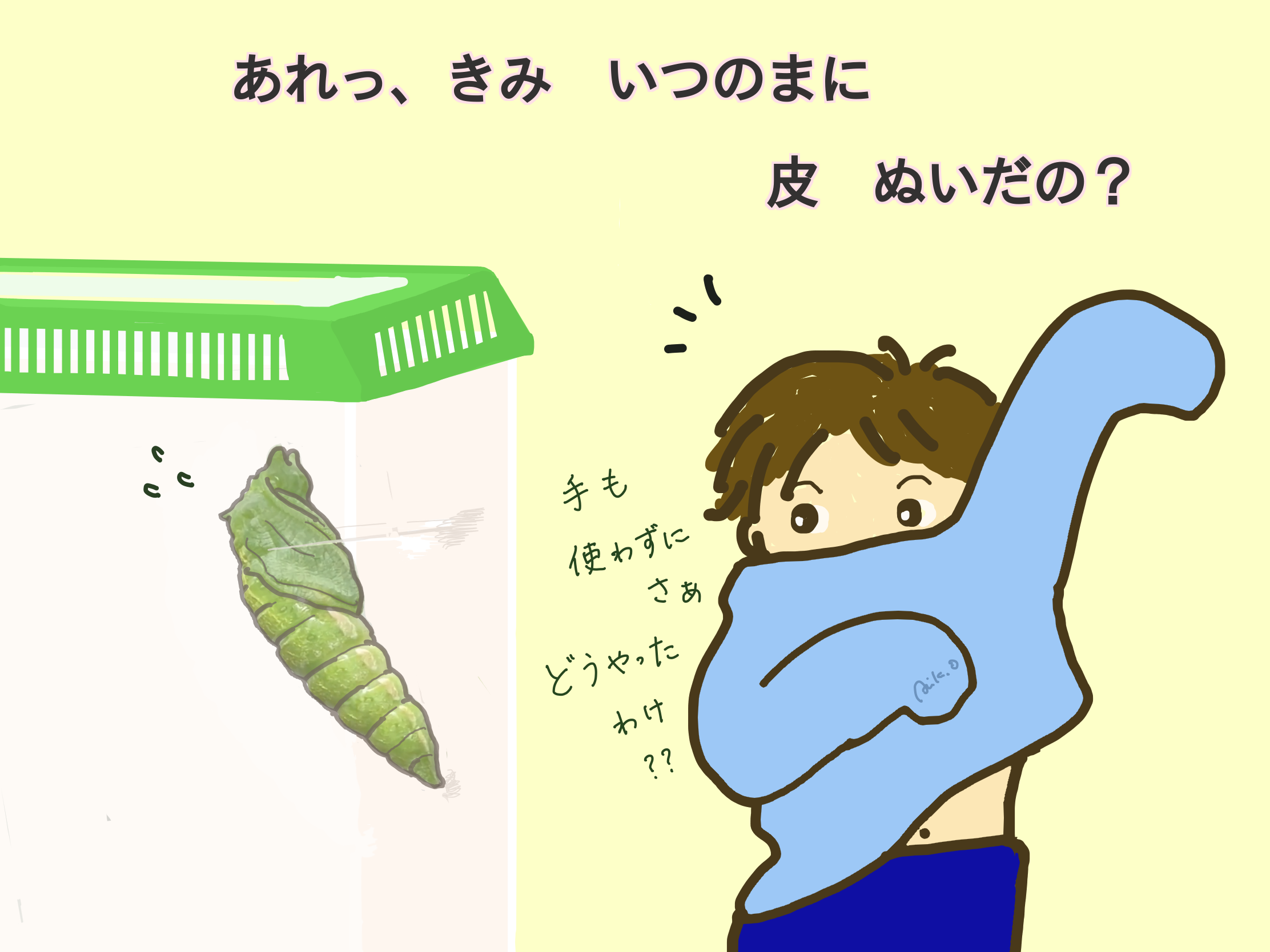 アゲハの幼虫が蛹になる（蛹化する）ときに見られる驚きの行動 ４連発！