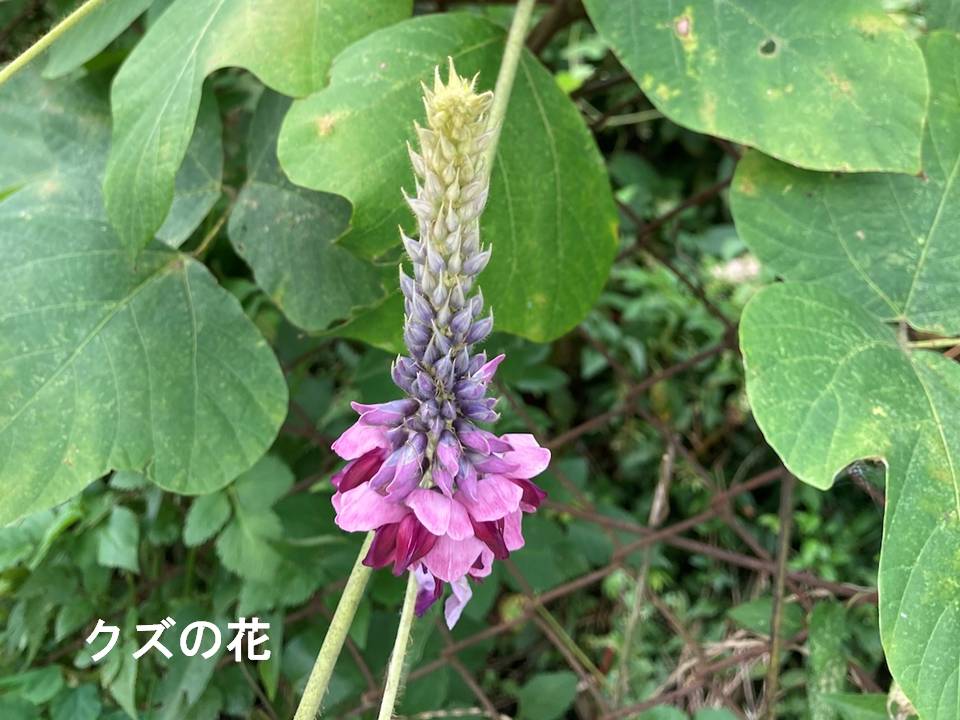 秋画像001