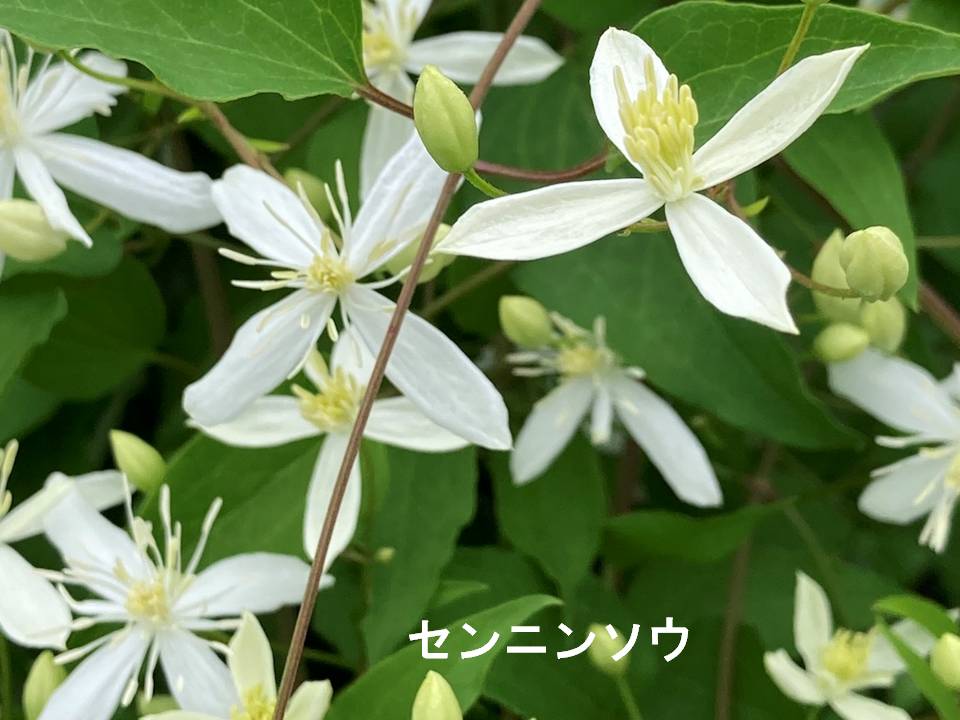 秋画像002