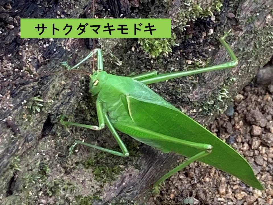 秋画像005