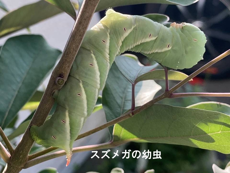 秋画像006