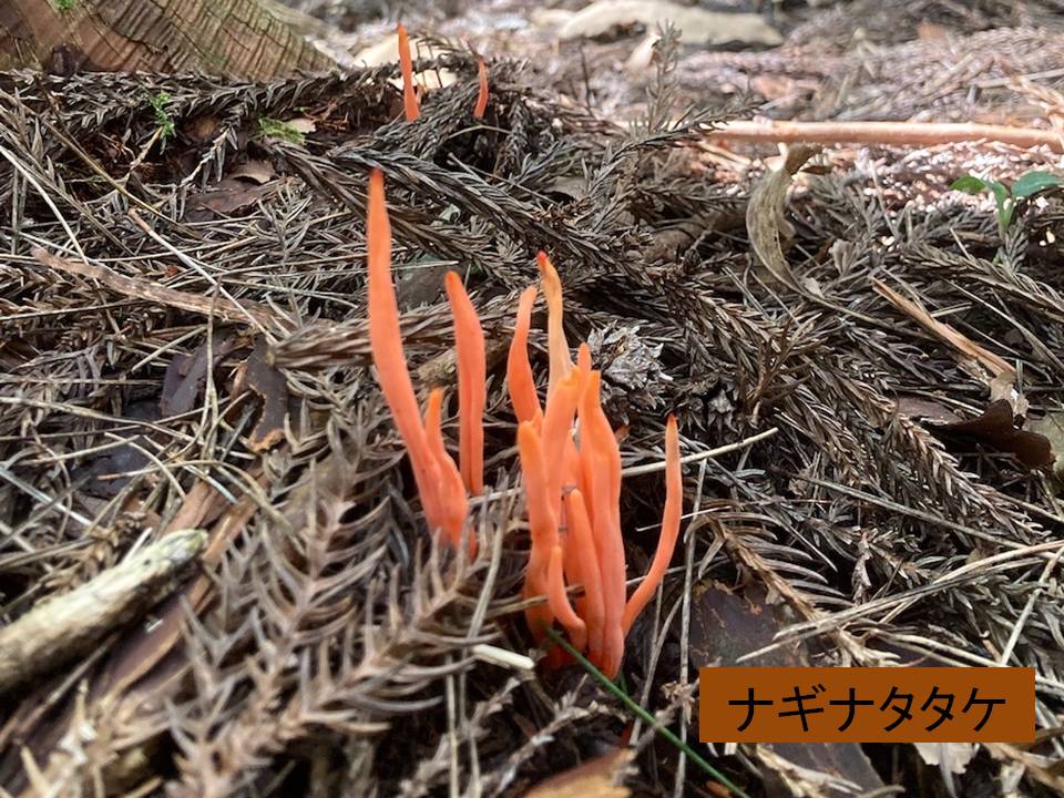 秋画像007