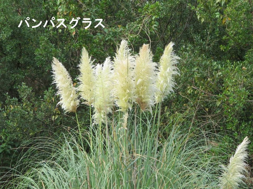 秋画像009