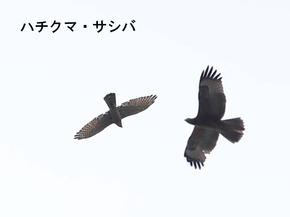 秋画像010