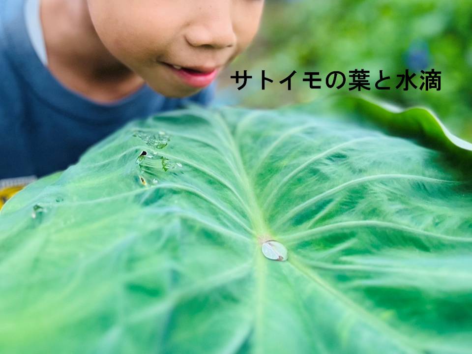 秋画像011