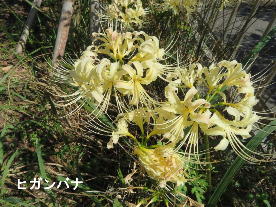 秋画像012