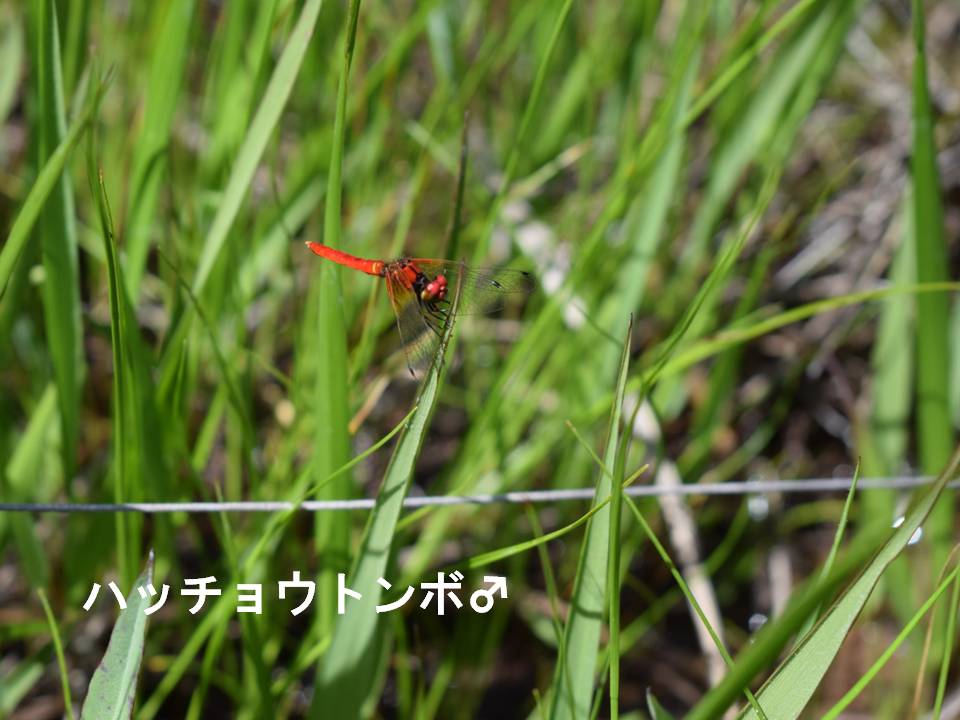 春画像001