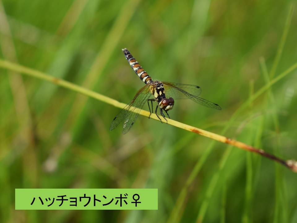 春画像002