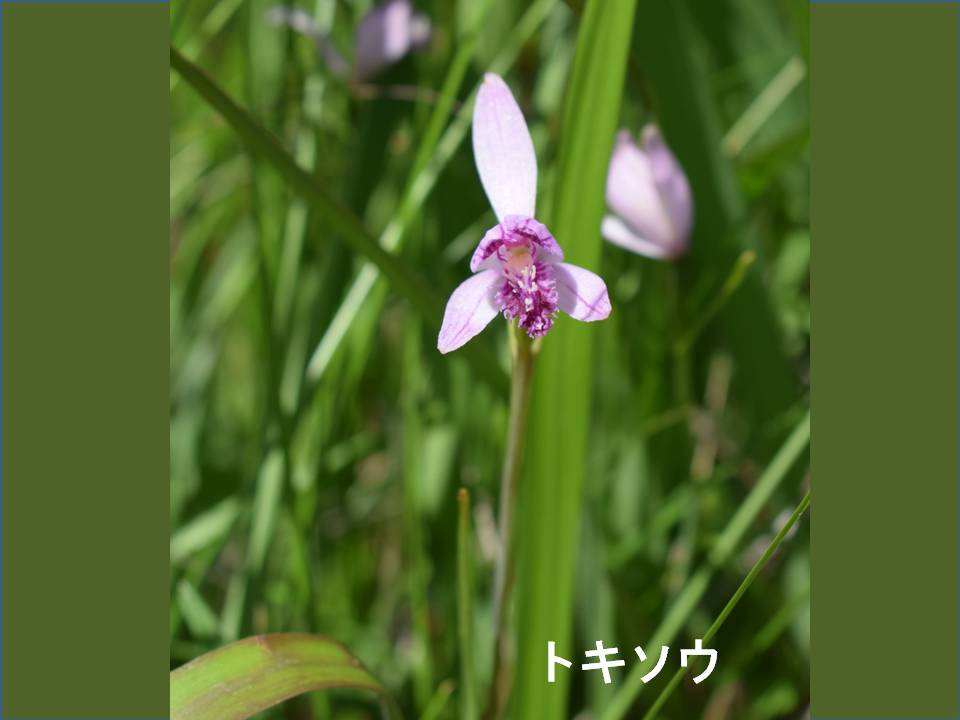 春画像003