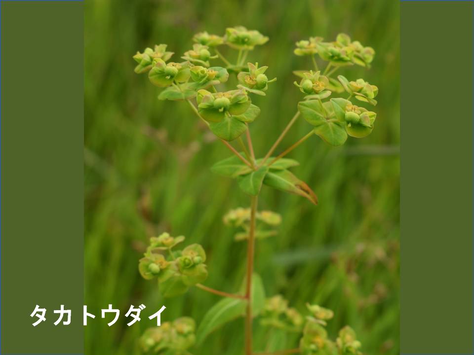 春画像004