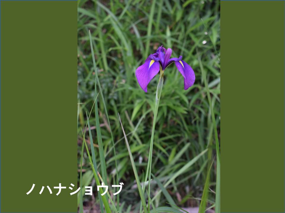 春画像005