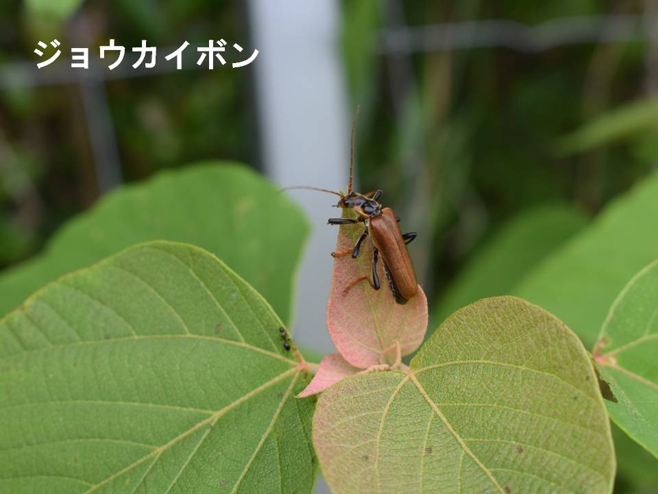 春画像008